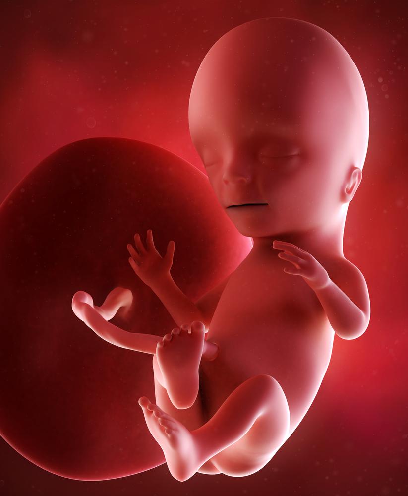 15. hafta hamilelik | İlk Adımlarım