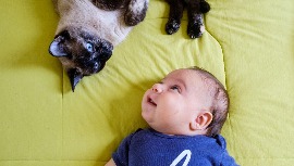 Bebek ve Evcil Hayvan Tanışması